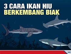 Ikan Hiu Berkembang Biak Dengan Cara